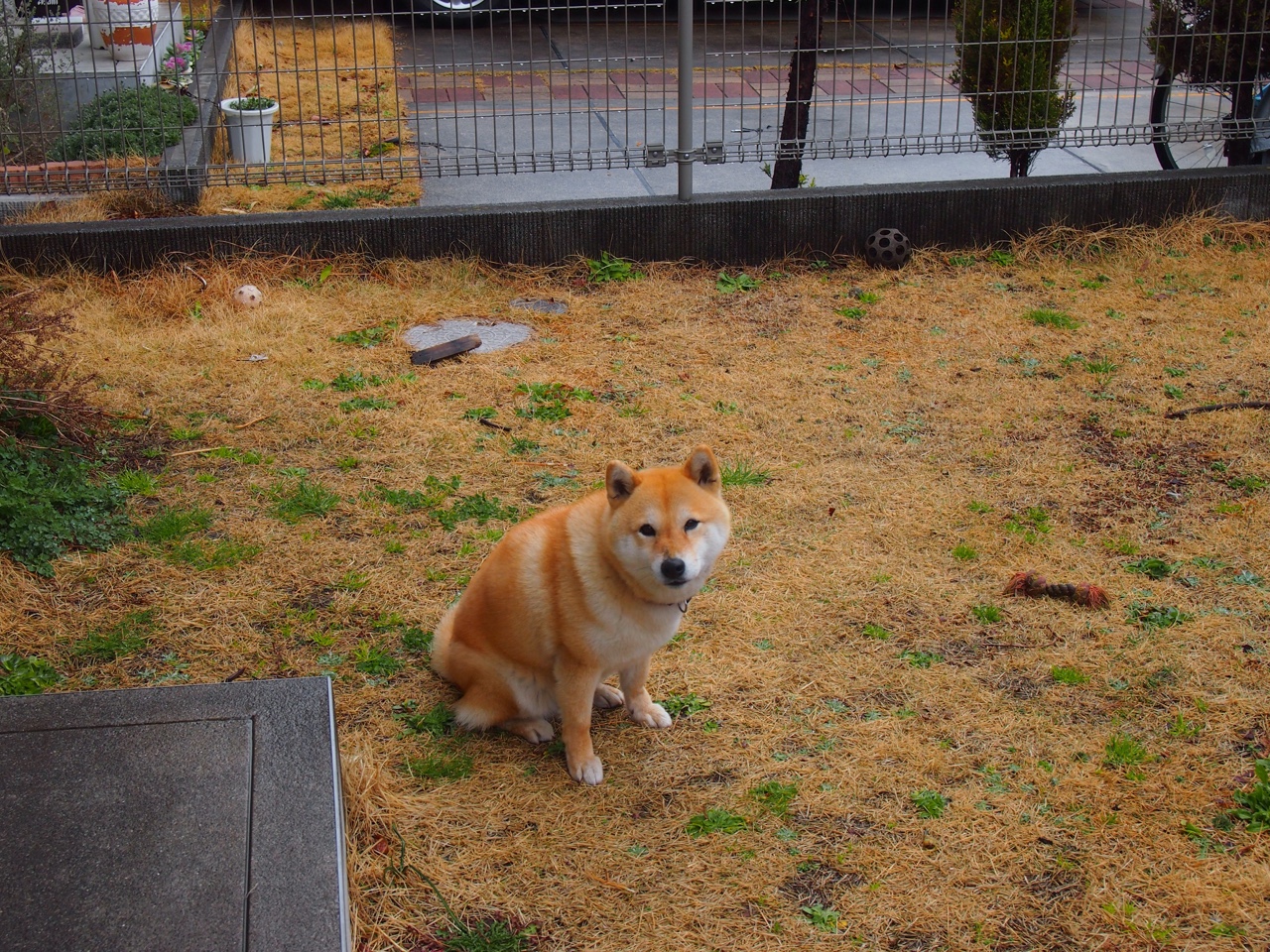 九游app官网下载-【快节奏规则试点】缩短比赛时间让棒球更年轻化，棒球加速比赛