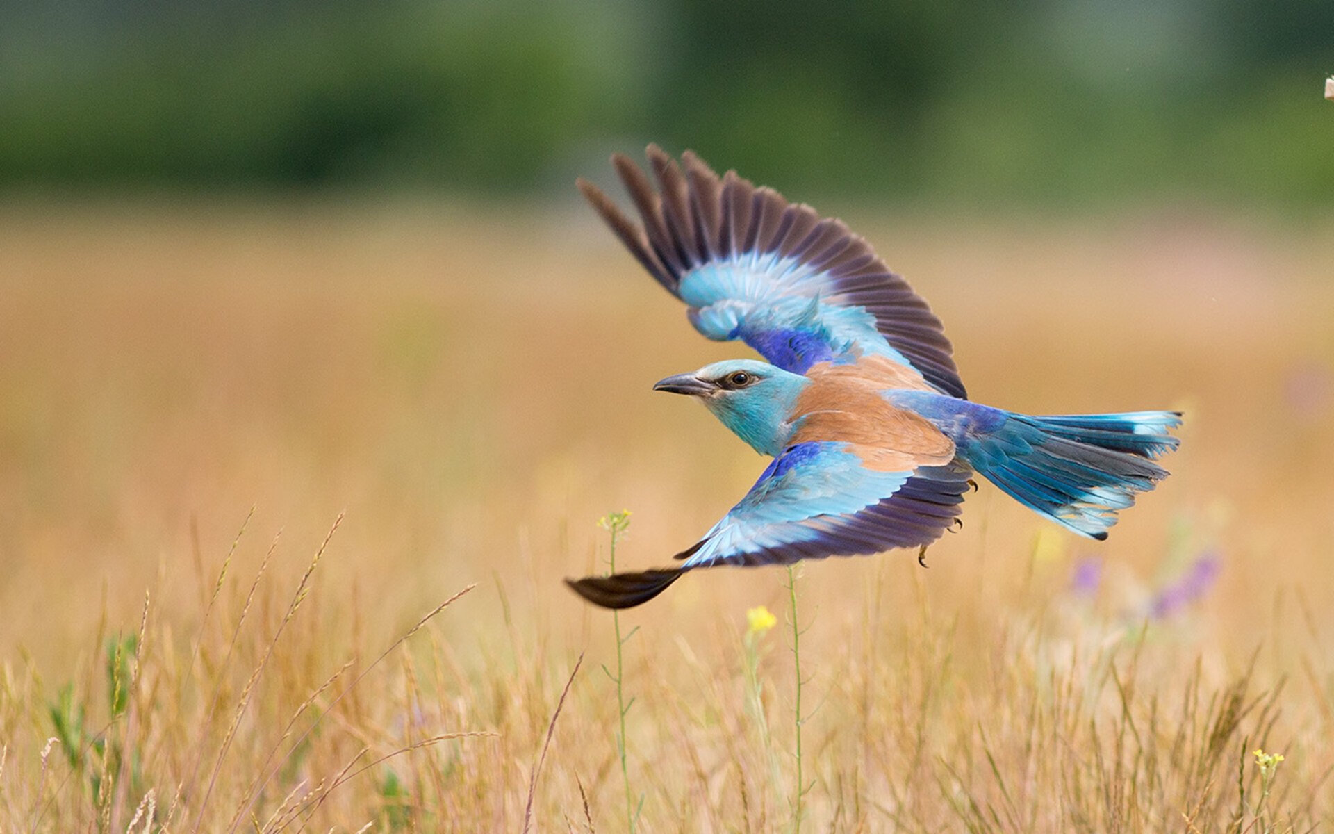 九游app官网下载-【球队潜力盘点】哪些球队有望冲击冠军？，哪些球队厉害